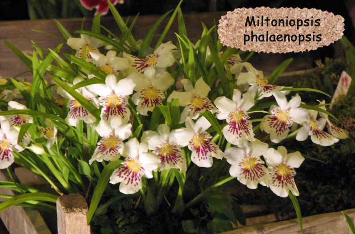 Décor 11 Miltonia phalaenopsis