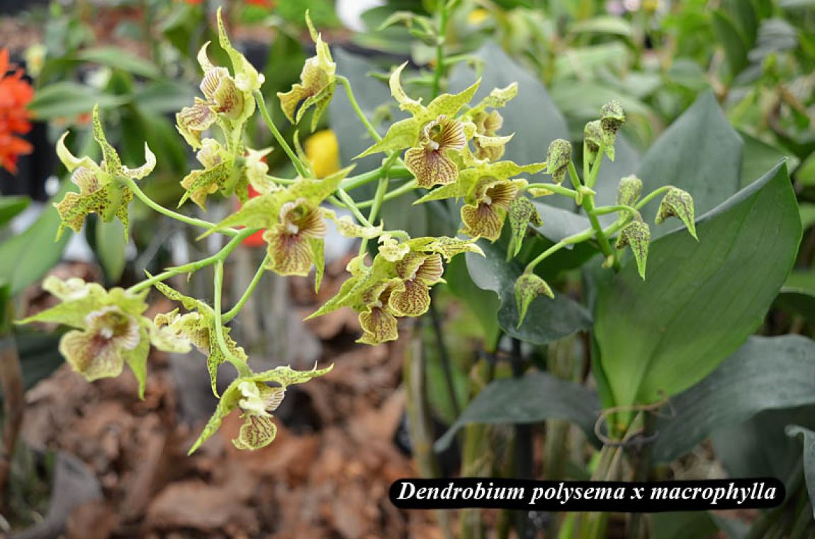 Dendrobium polysema x macrophylla