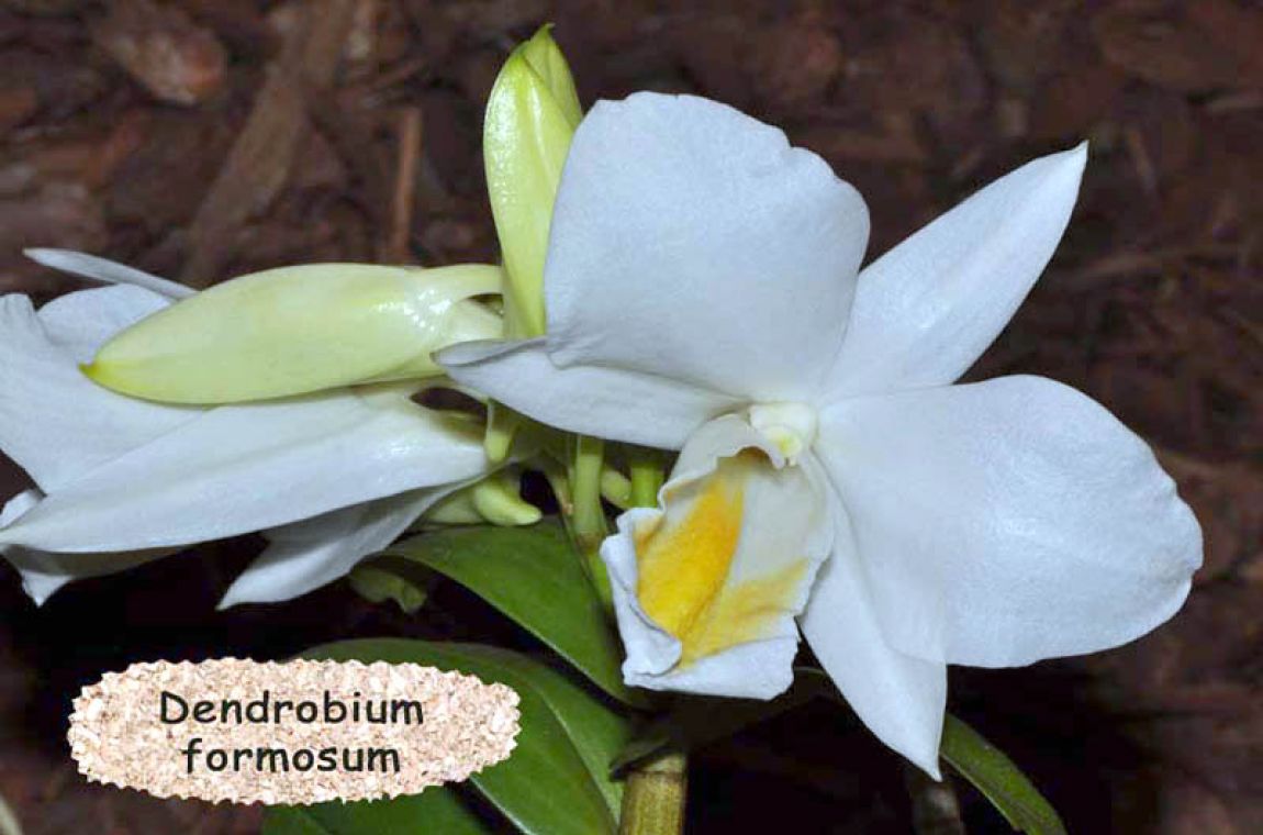 Décor 10 Dendrobium formosum