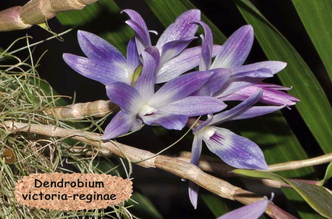 Décor 18 Dendrobium victoria reginae