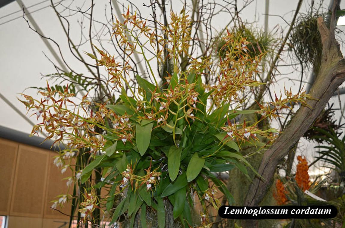 Lemboglossum cordatum